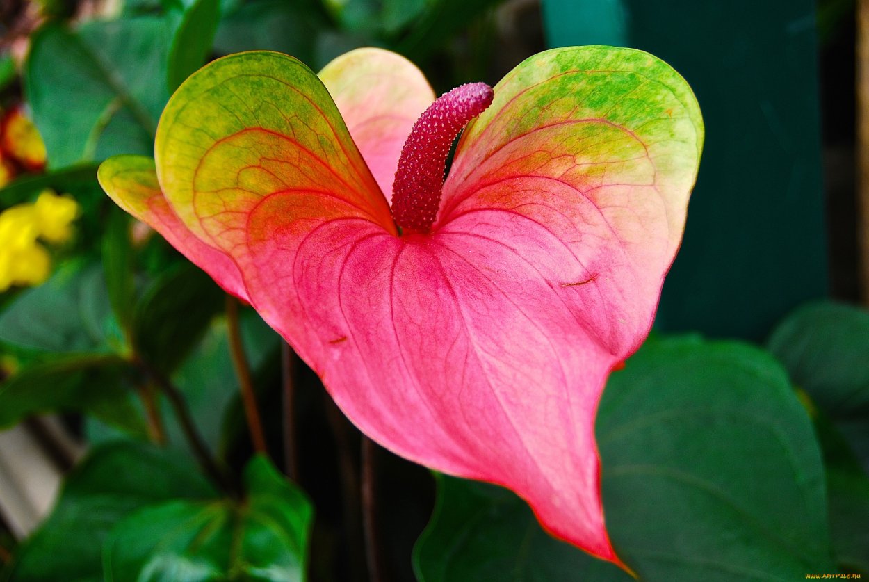 Anthurium angamarcanum цветет