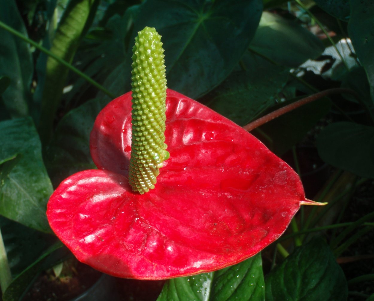 Антуриум красный с красным пестиком