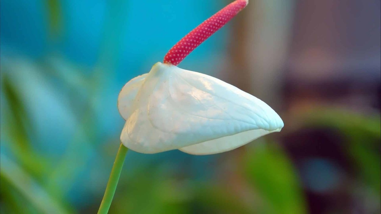 Антуриум и Калла