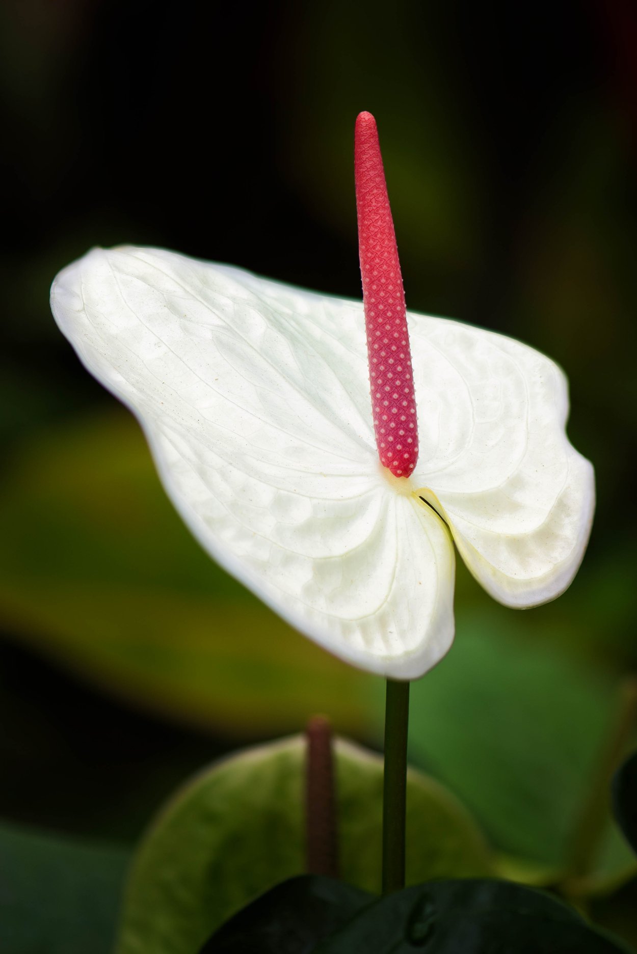 Антуриум Алабама