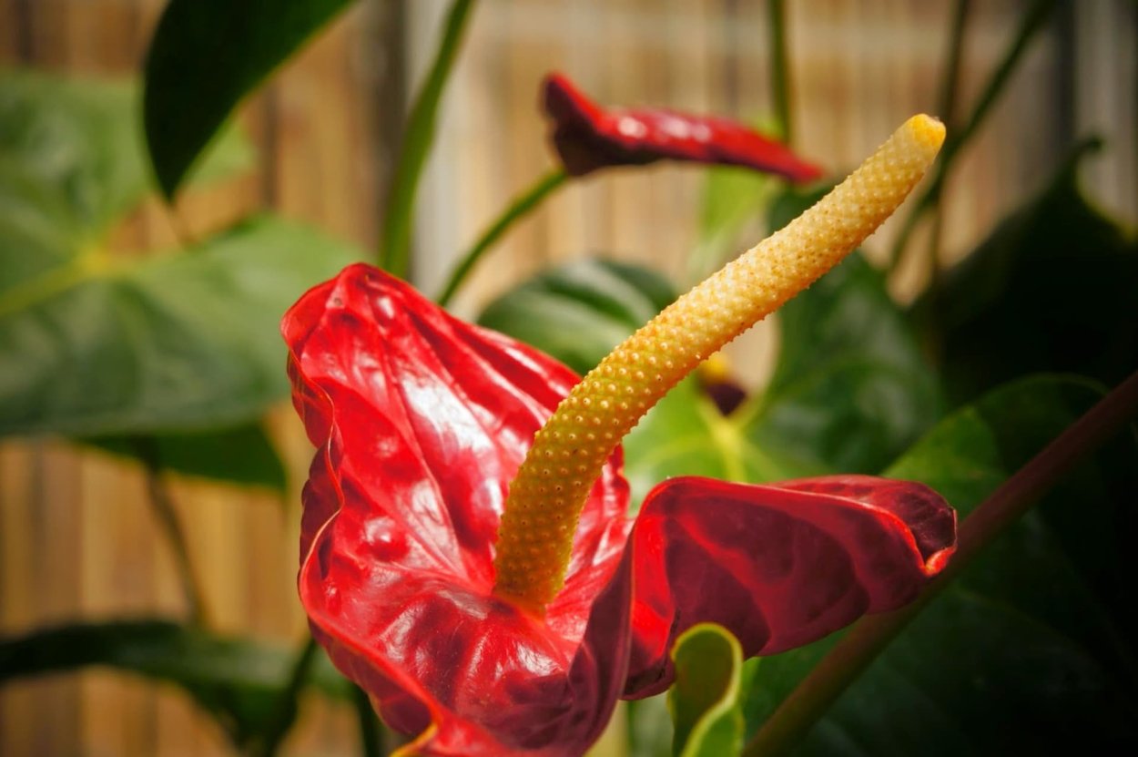 Антуриум красный с желтым пестиком