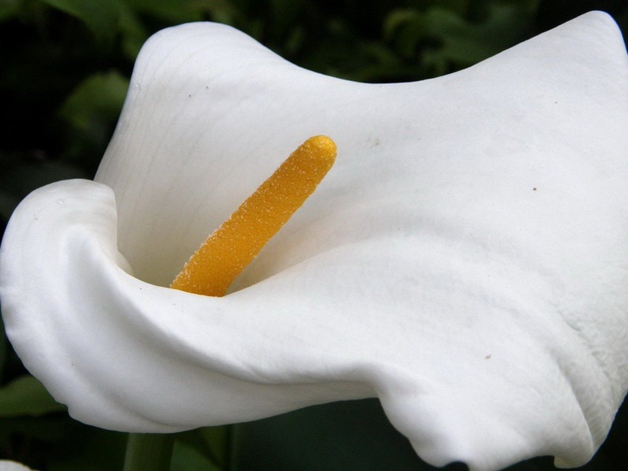 Лилия Калла Геншин