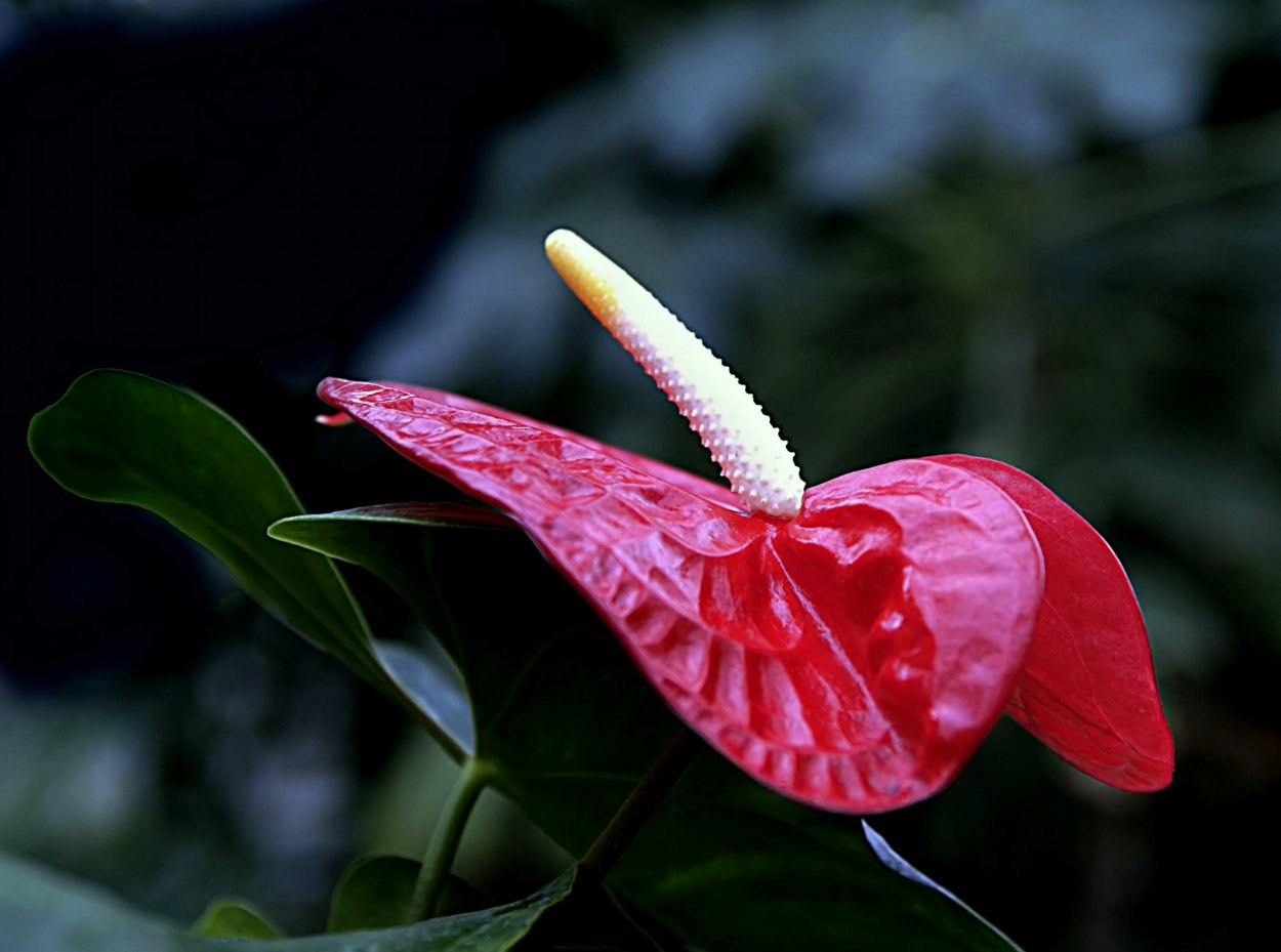 Антуриум Колорадо