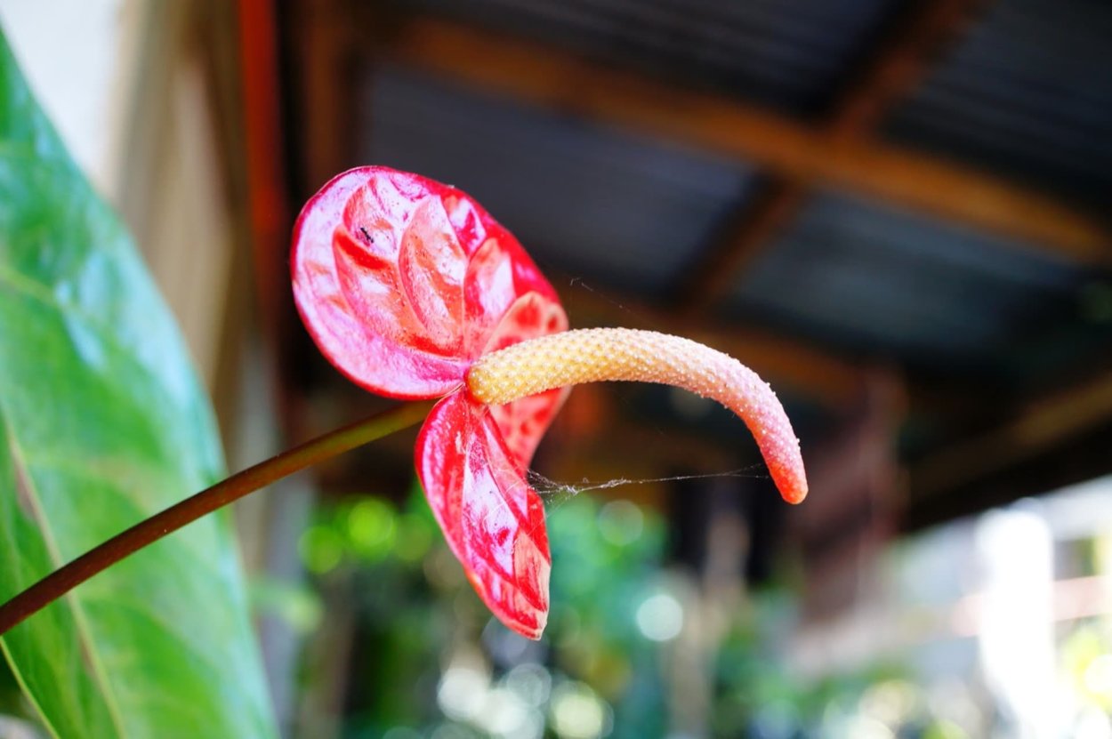 Anthurium balaoanum