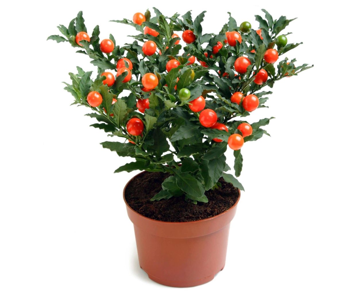 Гаультерия цветок