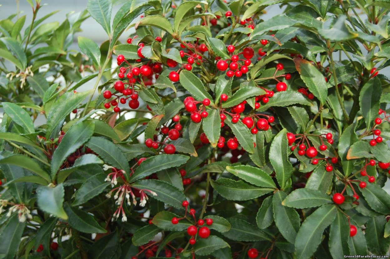 Паслен Соланум