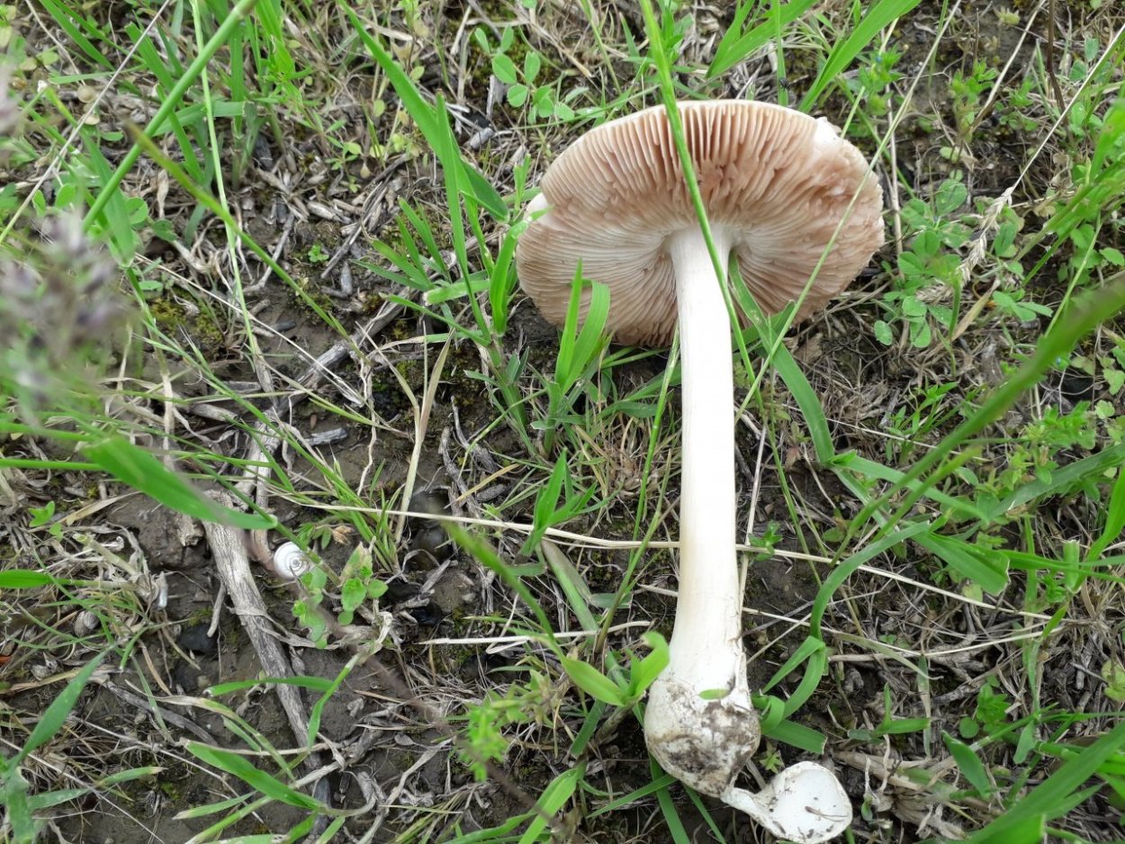 Гриб Вольвариелла прекрасная