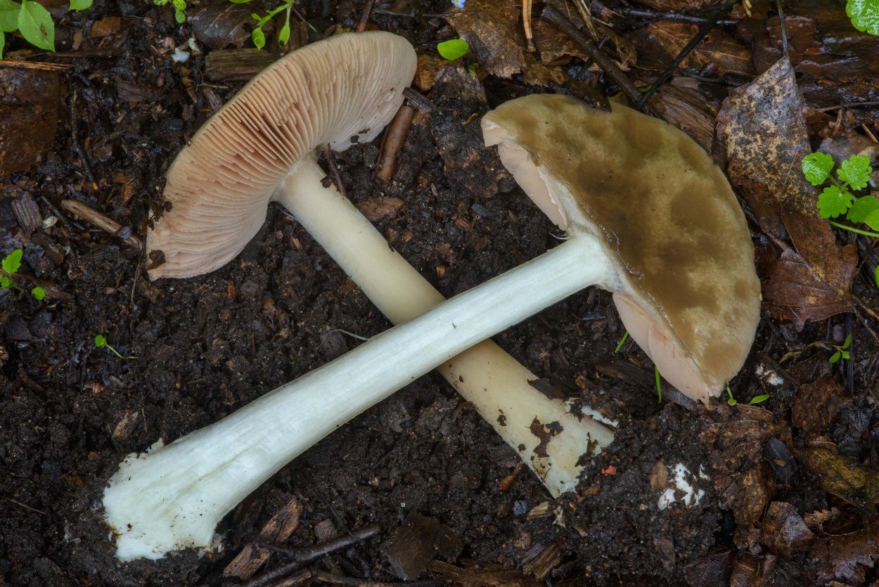 Вольвариелла шелковистая гриб