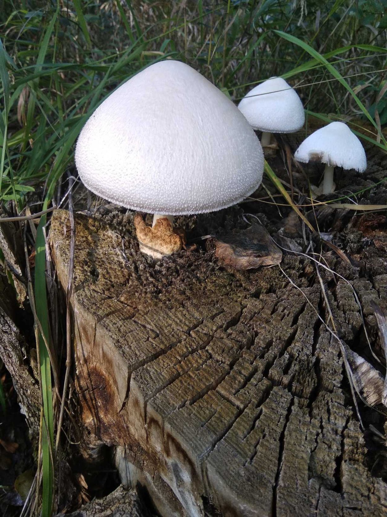 Вольвариелла пепельно-серая