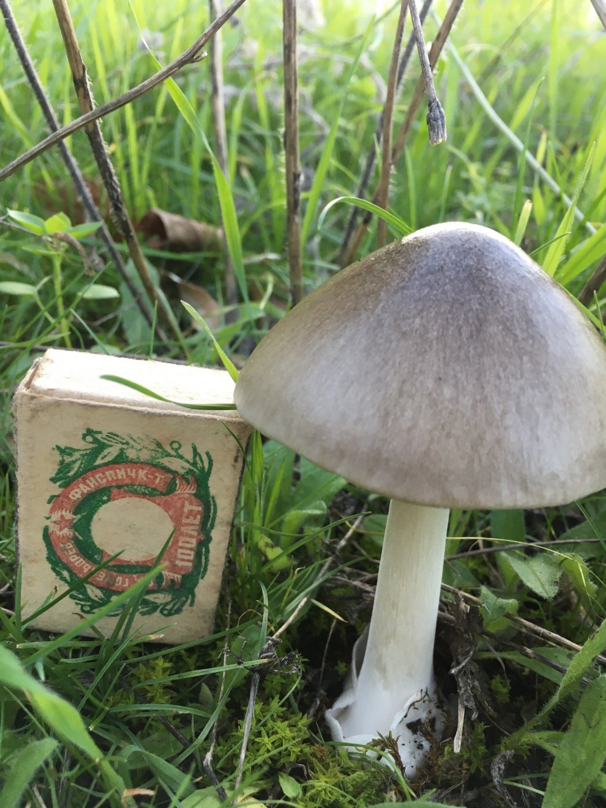 Вольвариелла вязкошляпковая