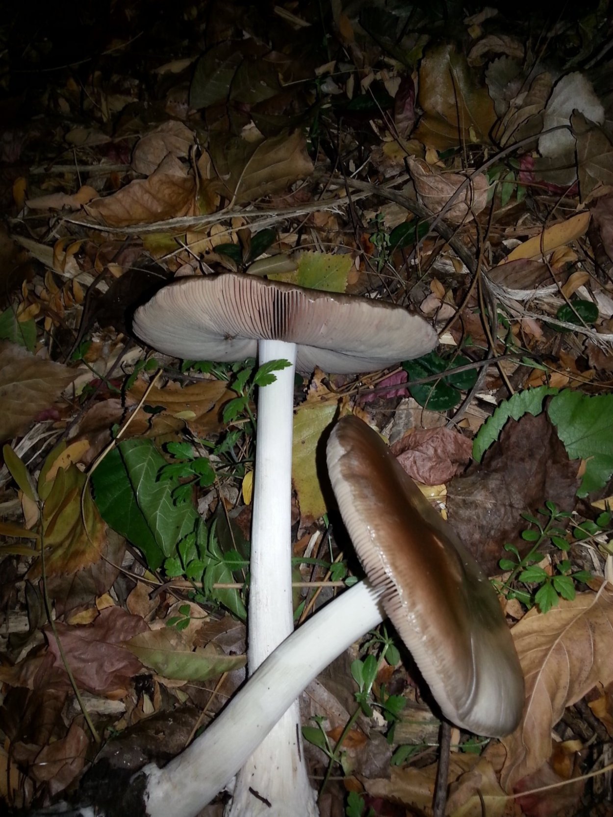 Вольвариелла слизистоголовая