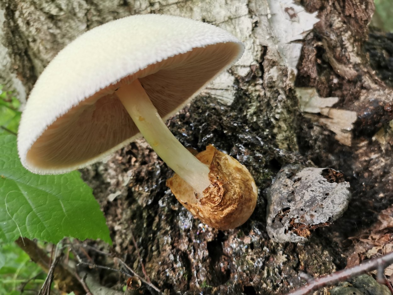 Вольвариелла вольвовая