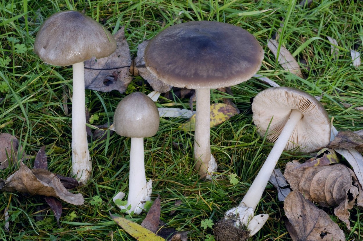 Вольвариелла бомбицина