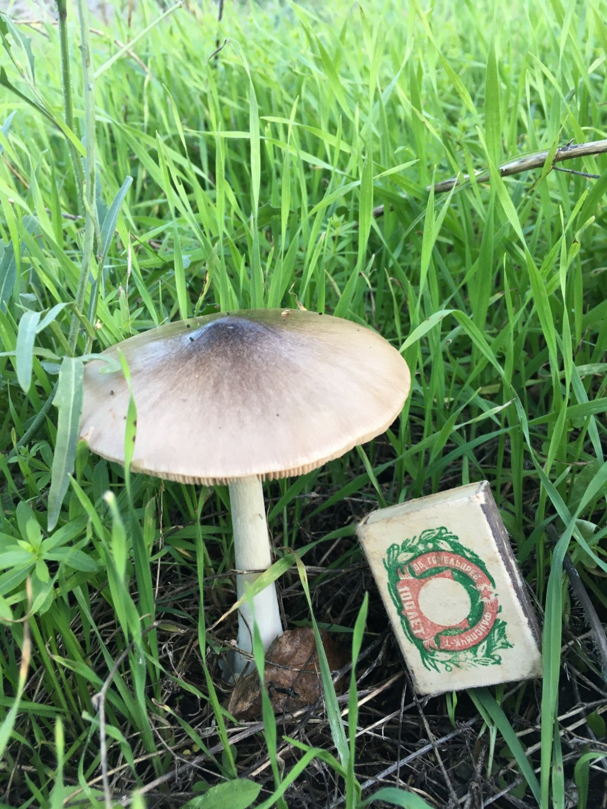 Вольвариелла вольвовая