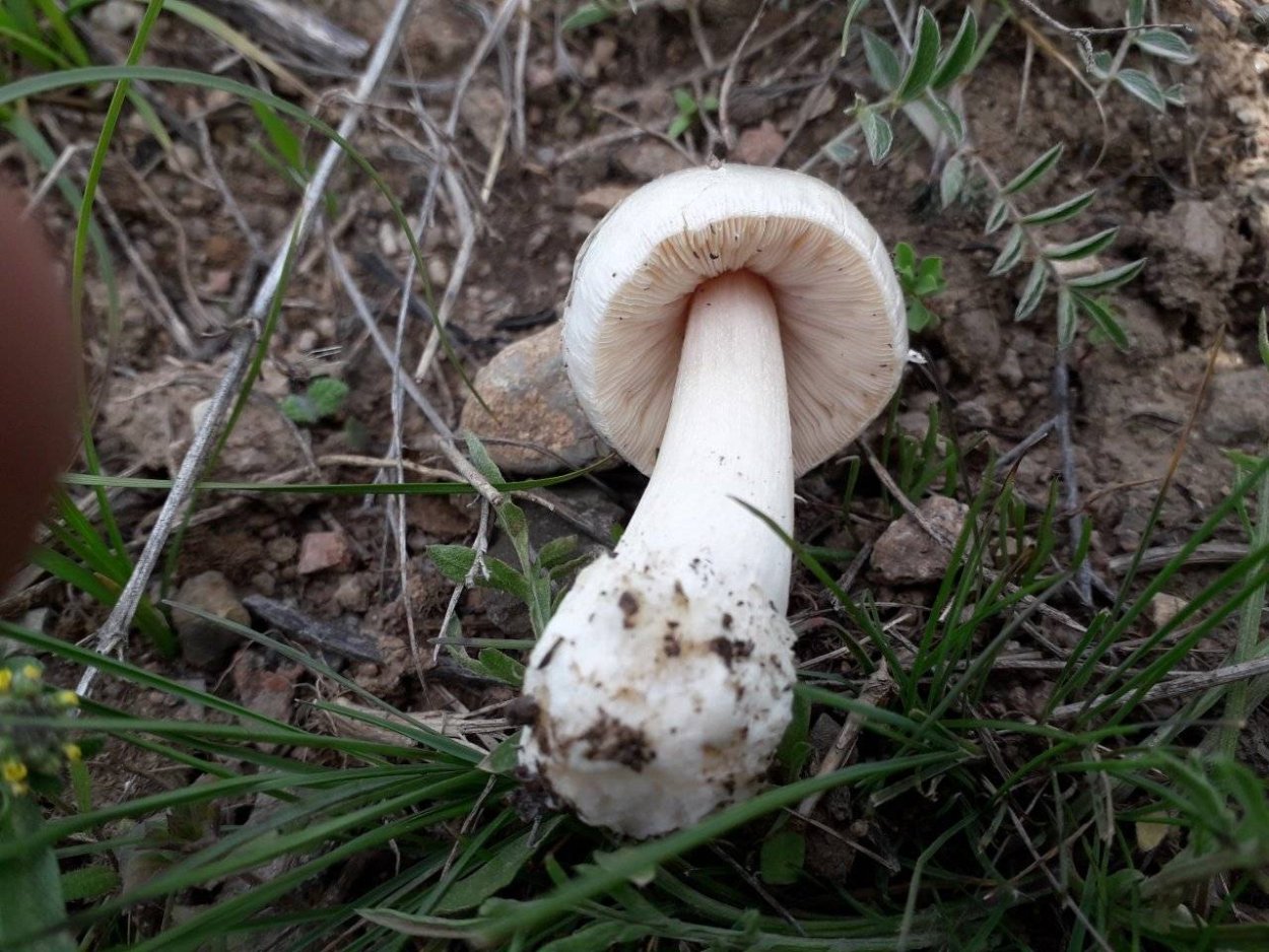 Вольвариелла слизистоголовая