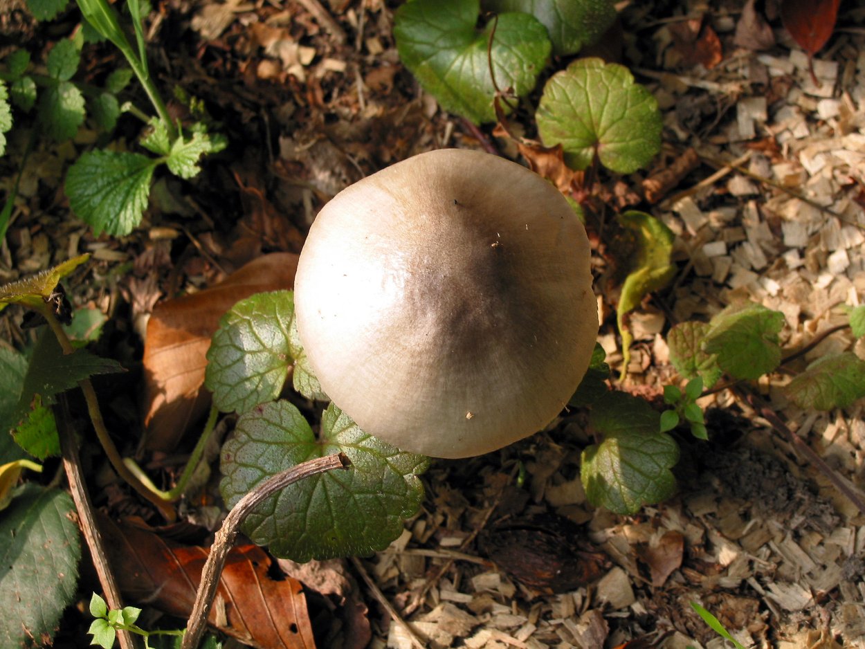 Volvariella bombycina