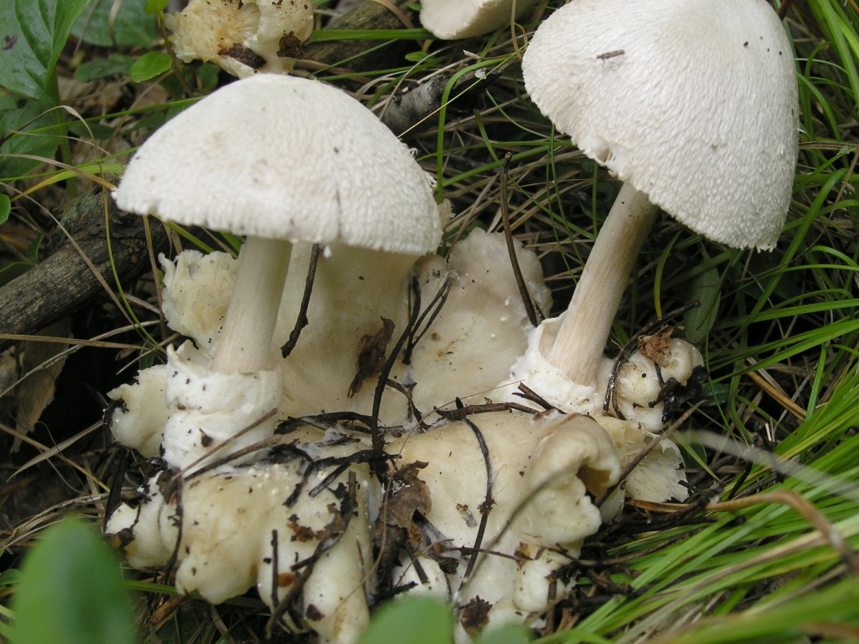 Гриб Вольвариелла слизистоголовая