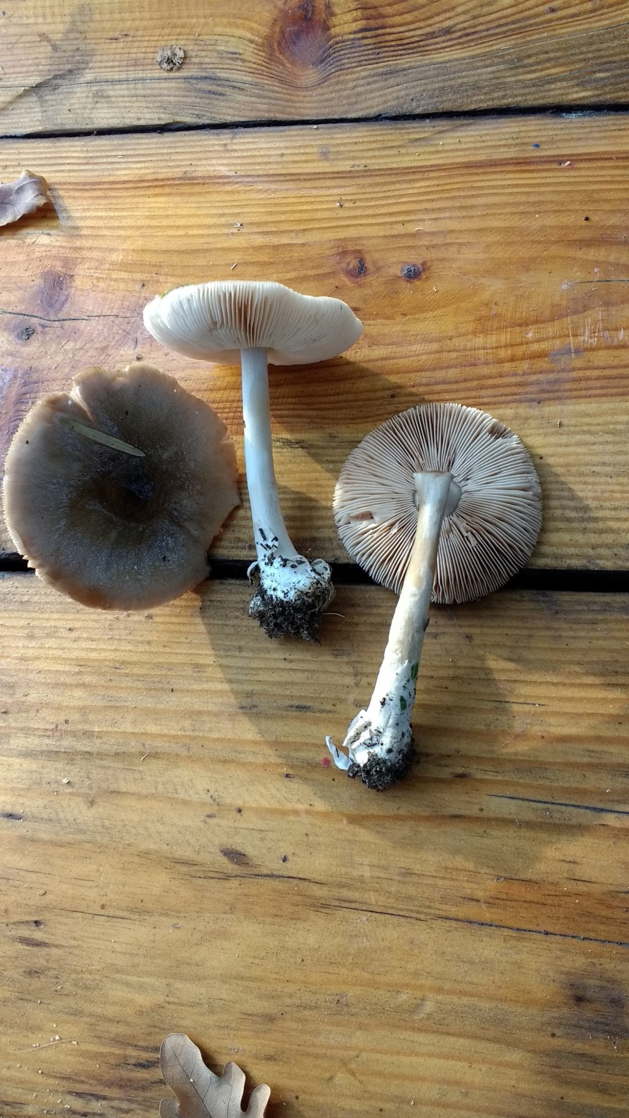 Вольвариелла (Volvariella): шелковистая