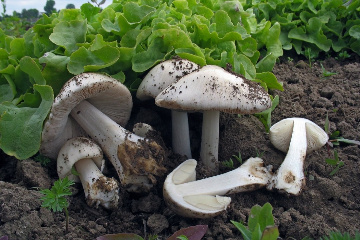 Поплавок белый Amanita Alba