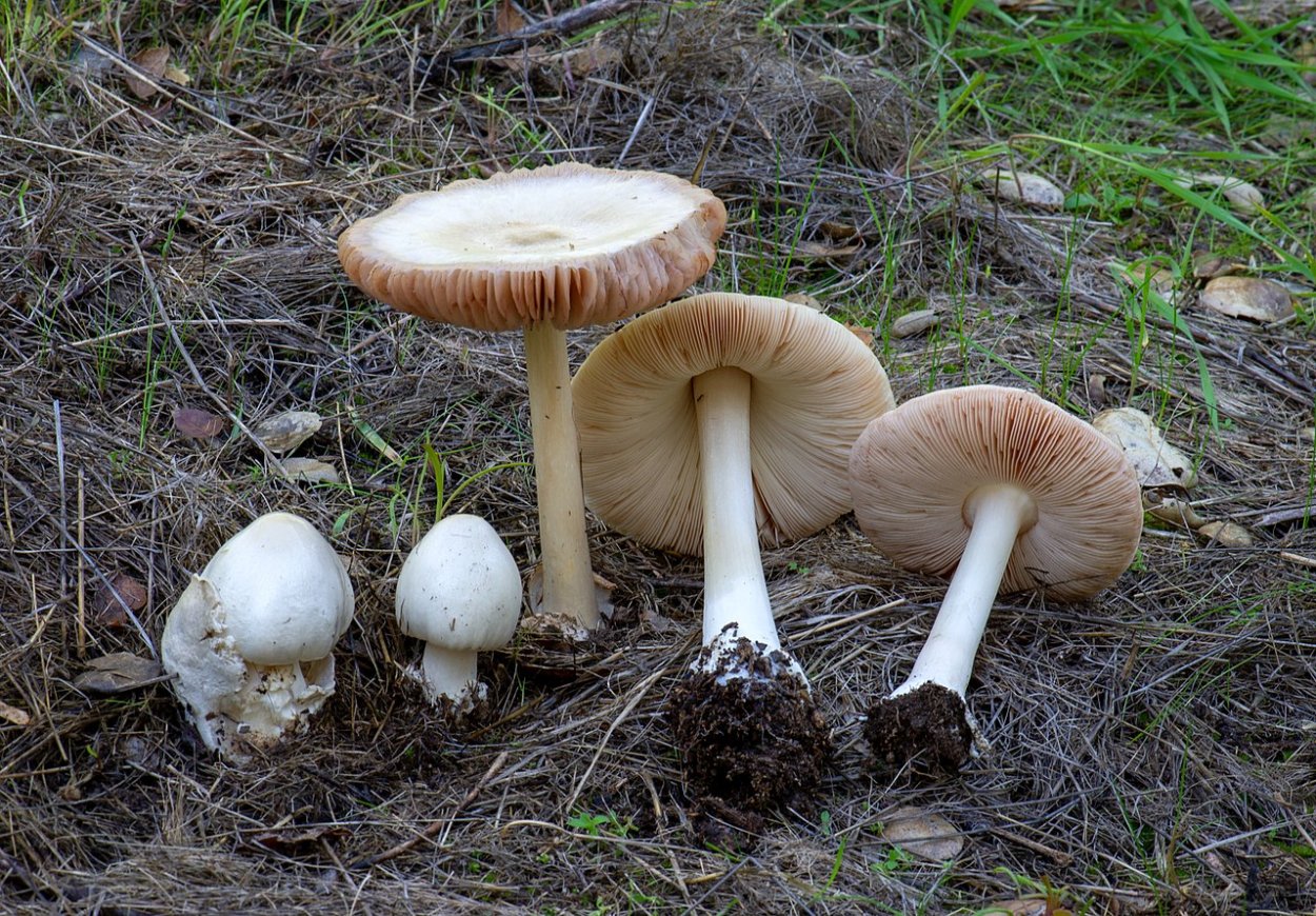 Volvariella bombycina