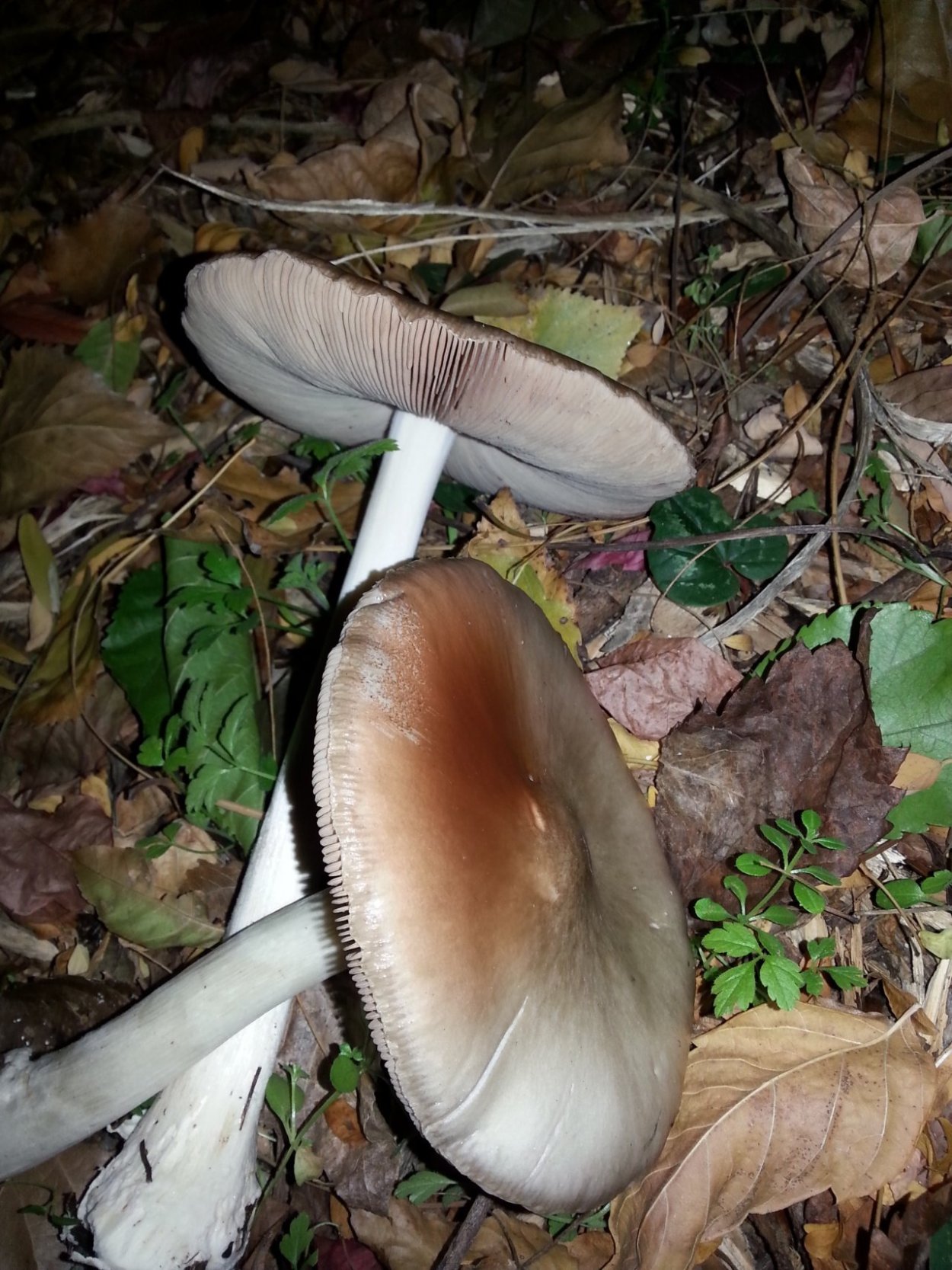 Вольвариелла слизистоголовая