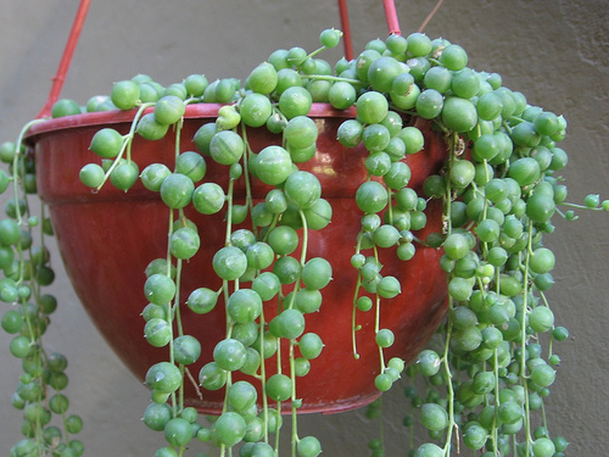 Суккулент крестовник Роули