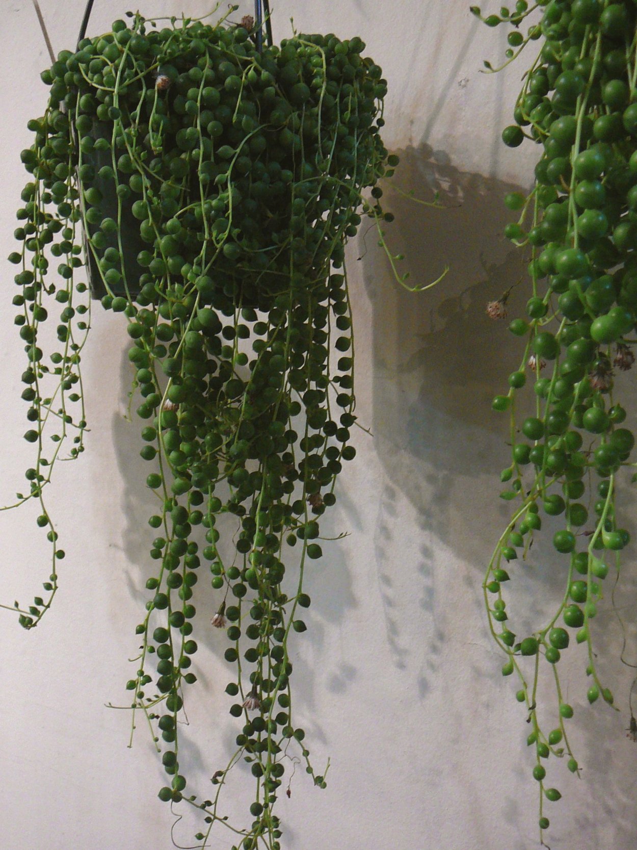 Крестовник Роули Дельфин