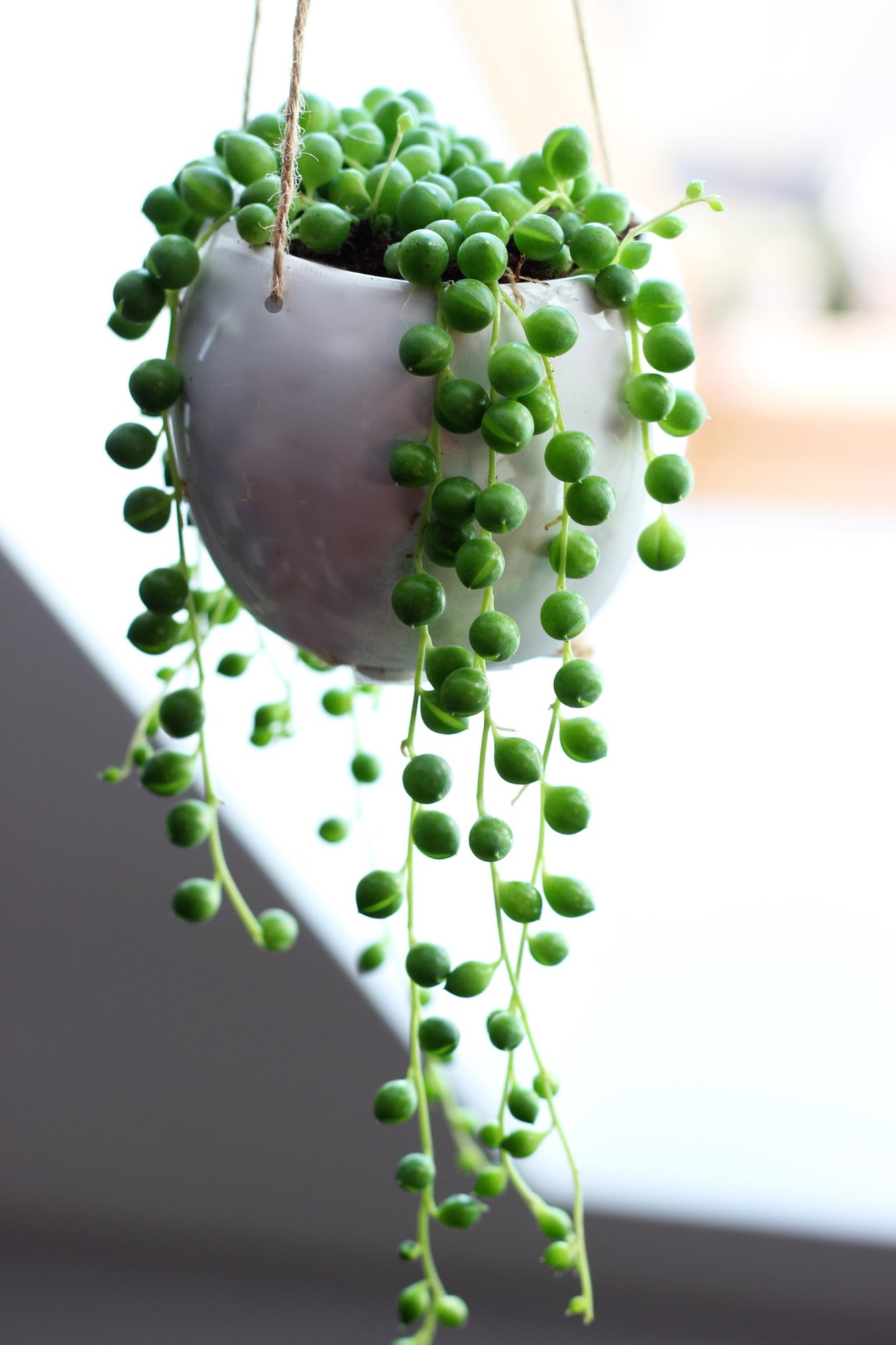 Крестовник Луговой