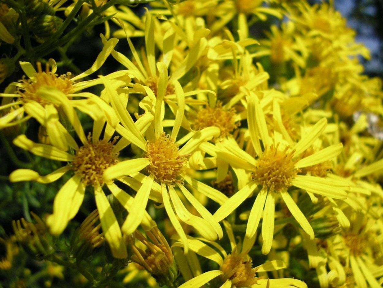 Крестовник (сенецио) Роули