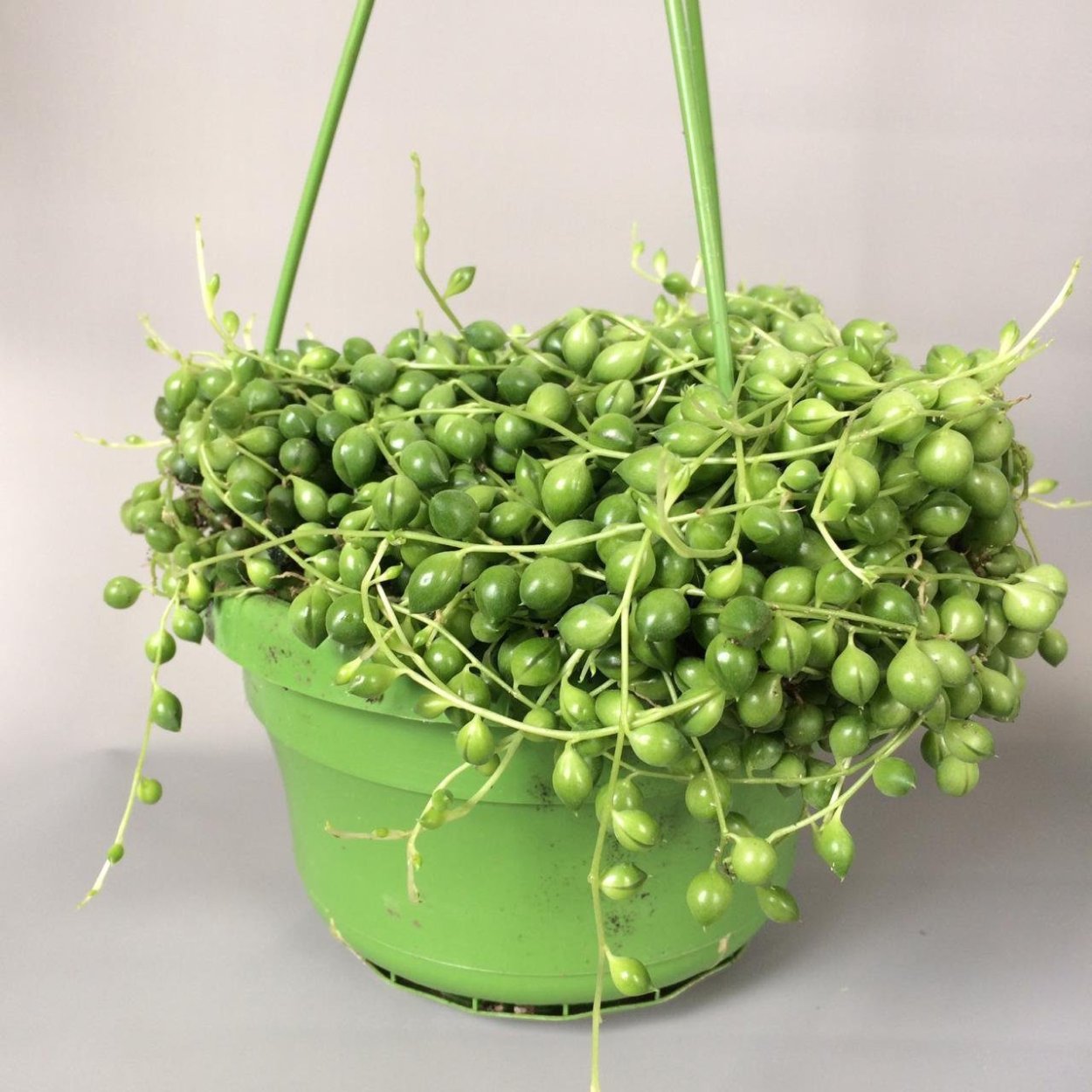 Укоренить крестовник Роули