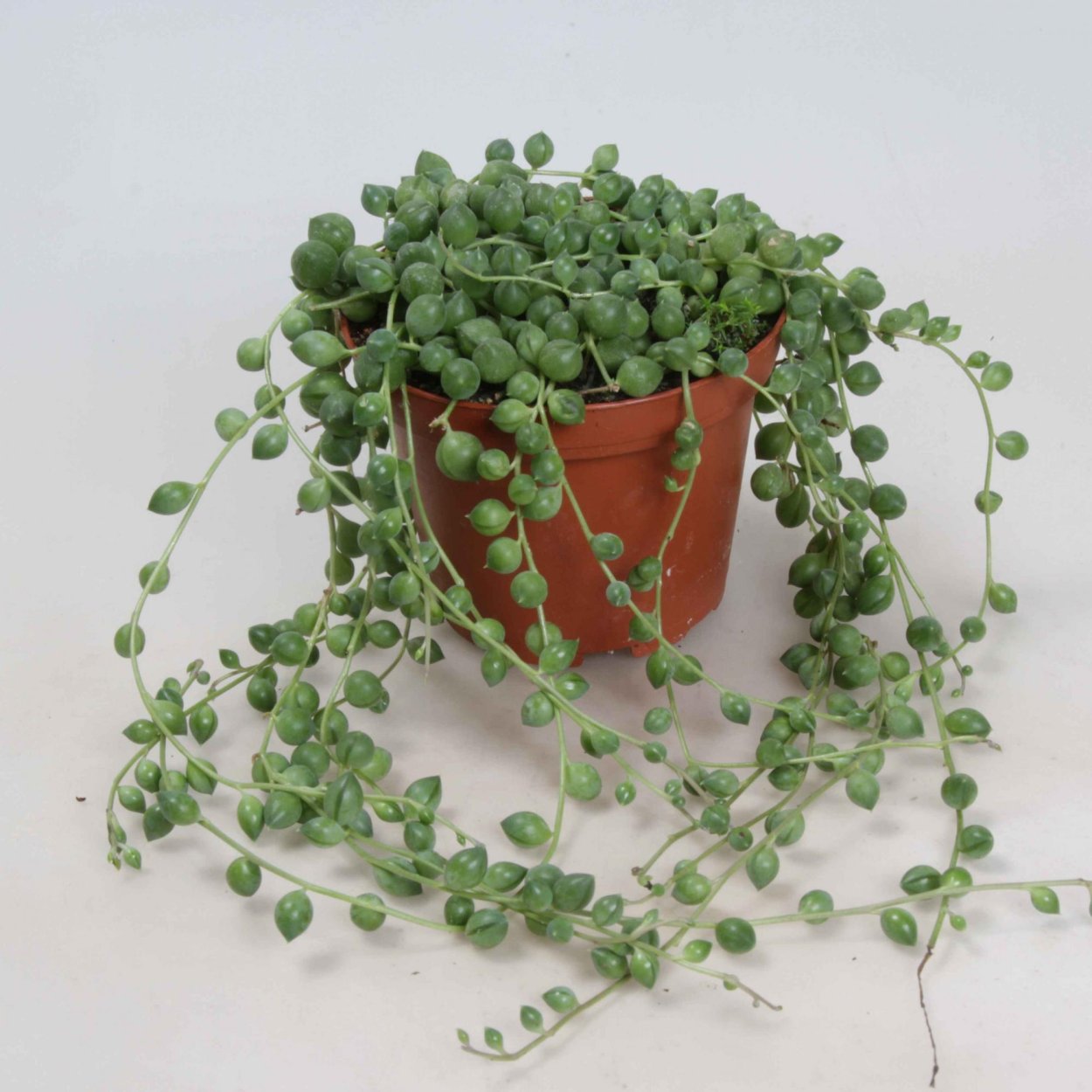 Крестовник (сенецио) Роули