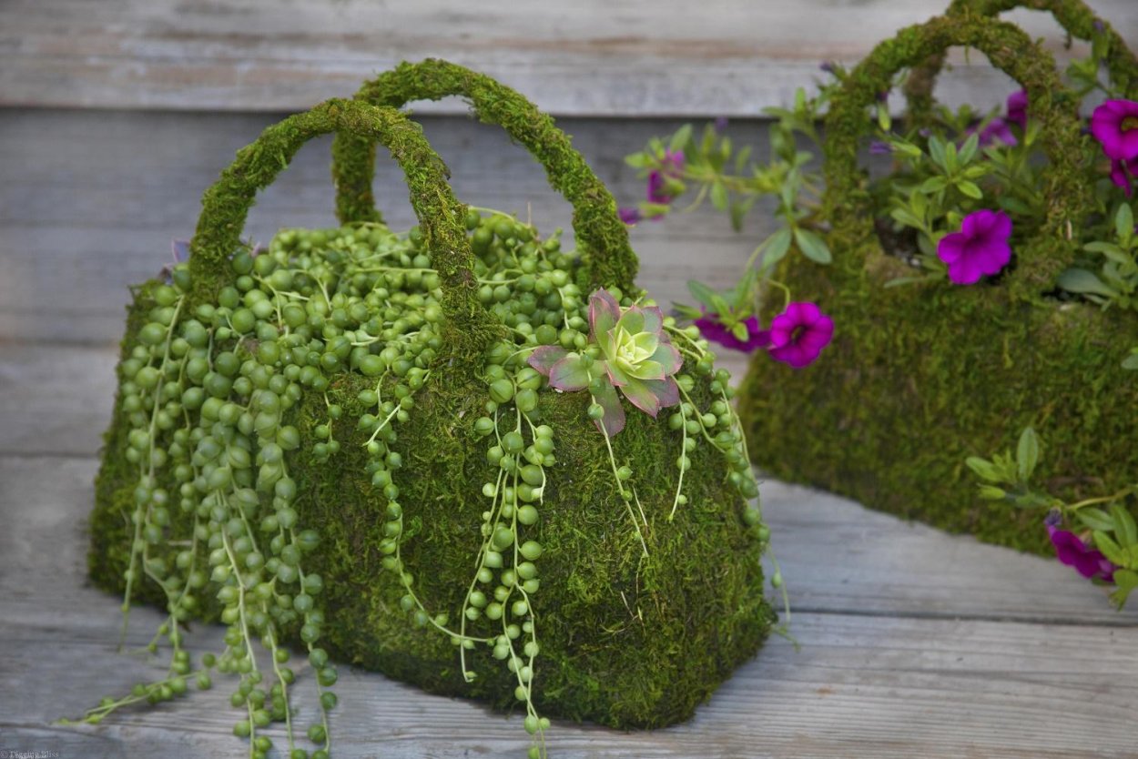 Крестовник сенецио