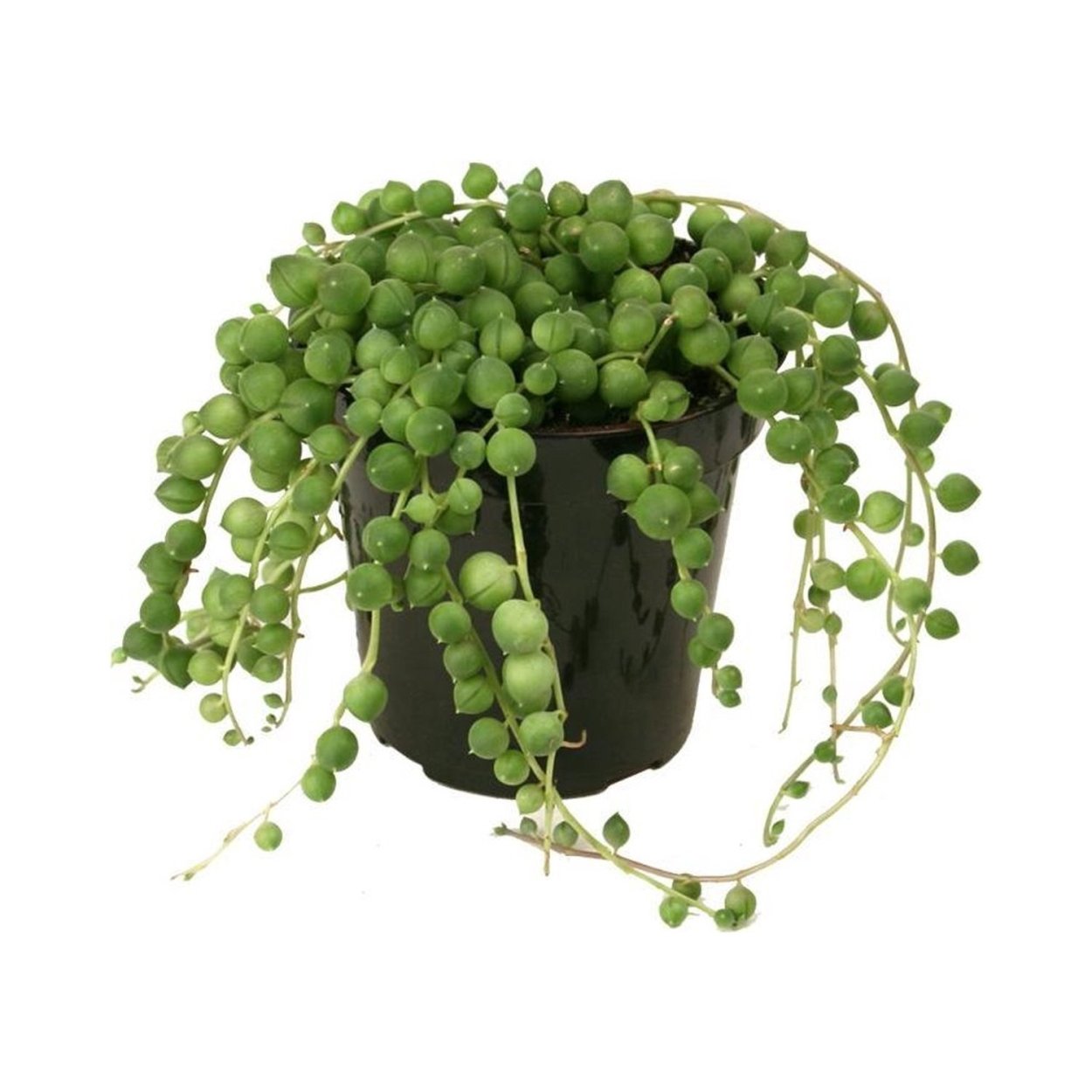 Крестовник Приречный