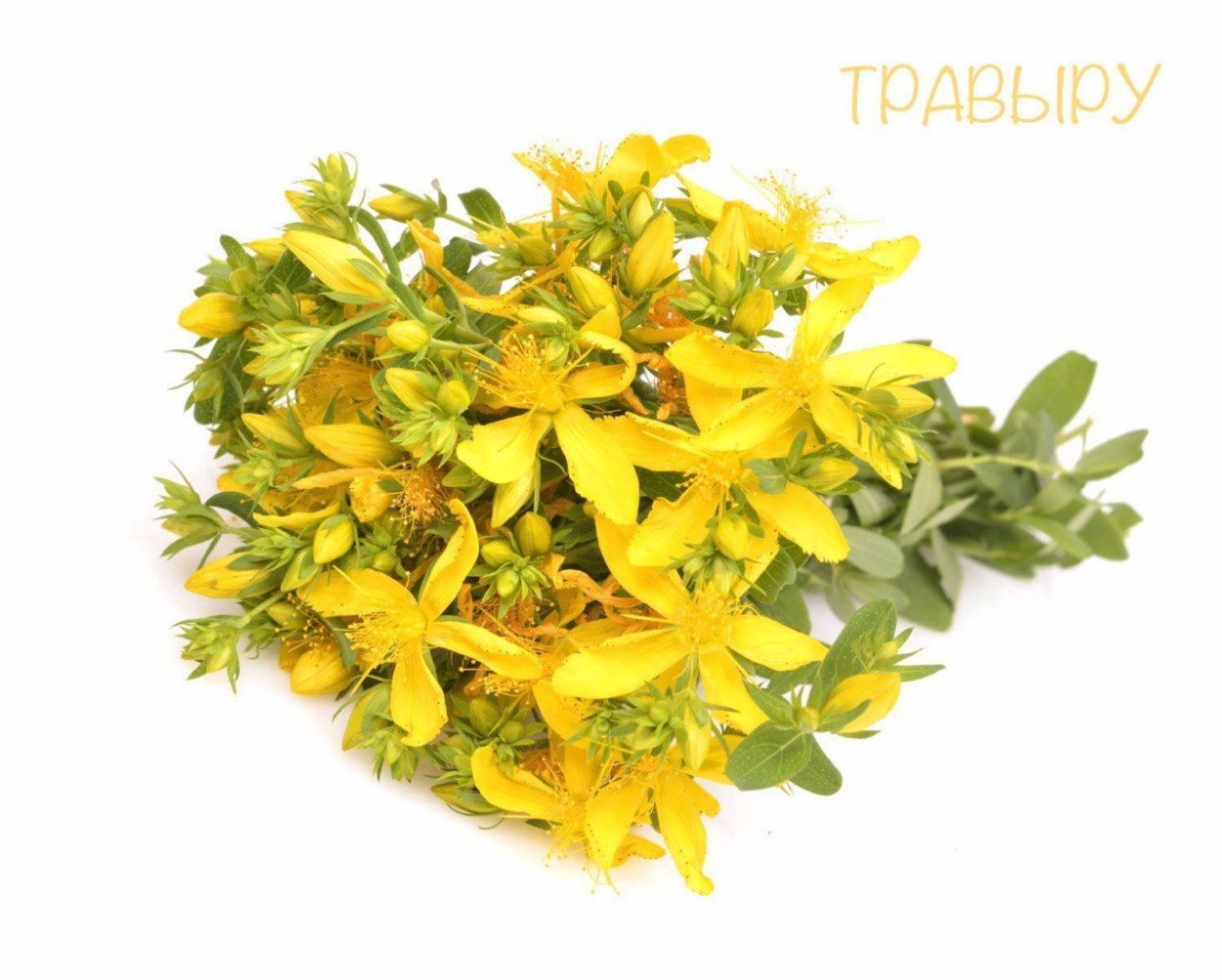 Трава зверобой чабрец