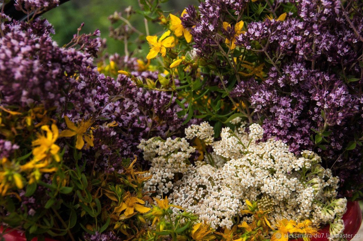 Душица обыкновенная 'Diabolo'