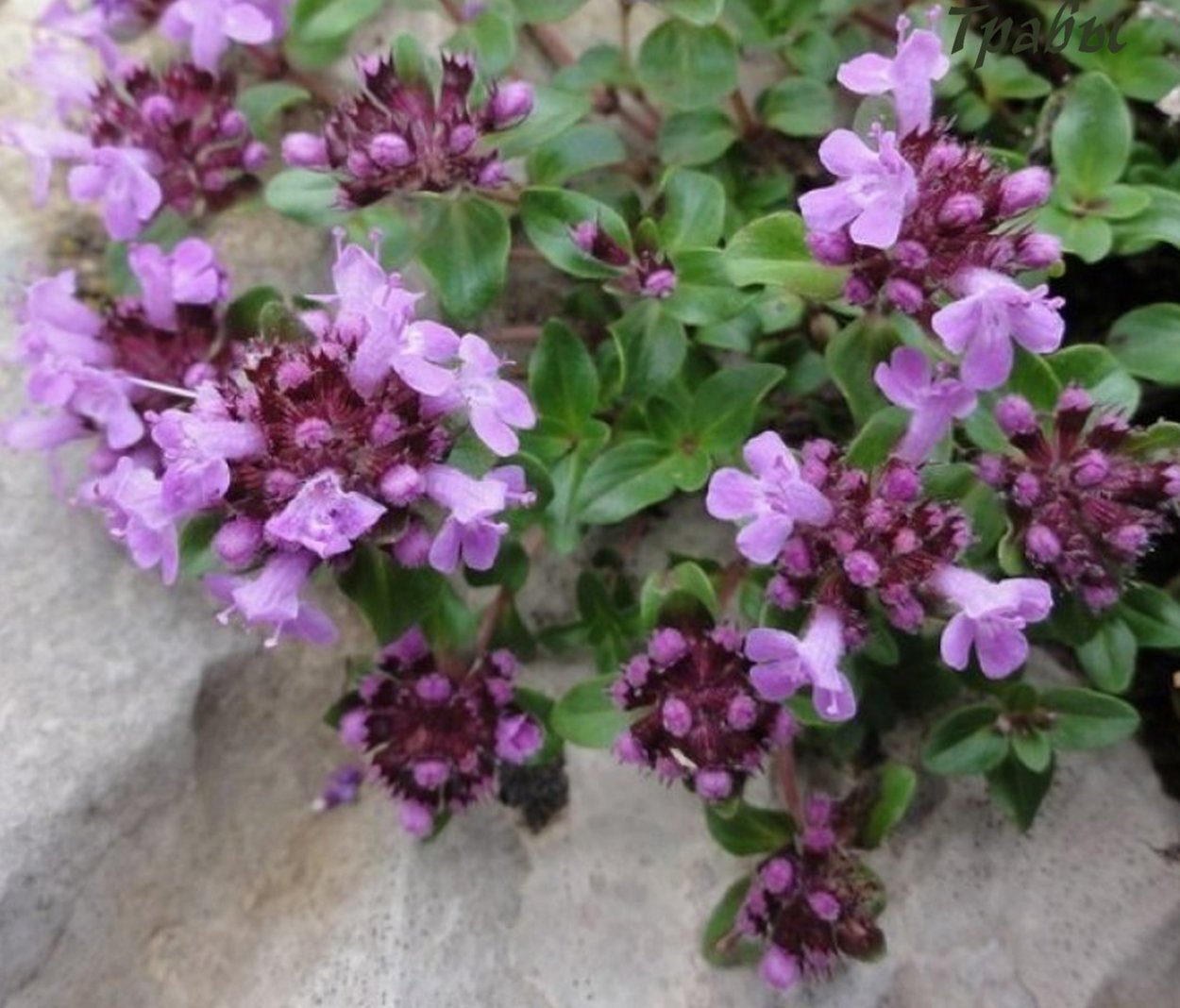 Чай из душицы