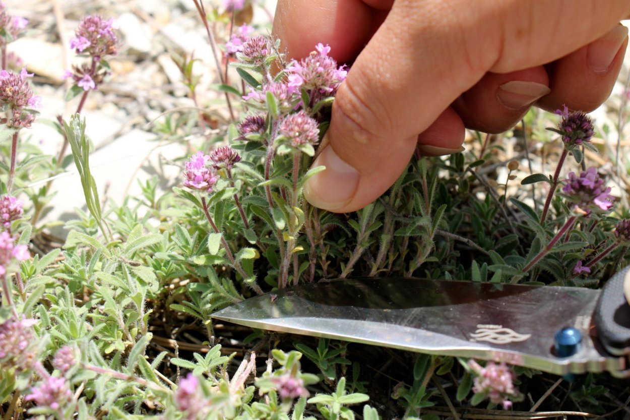 Чабрец (тимьян травы)