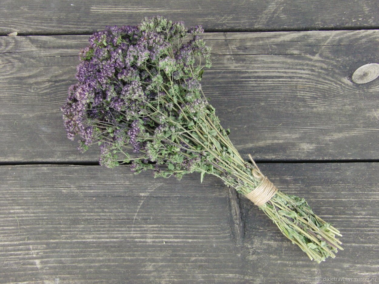 Душица обыкновенная Origanum vulgare сырье