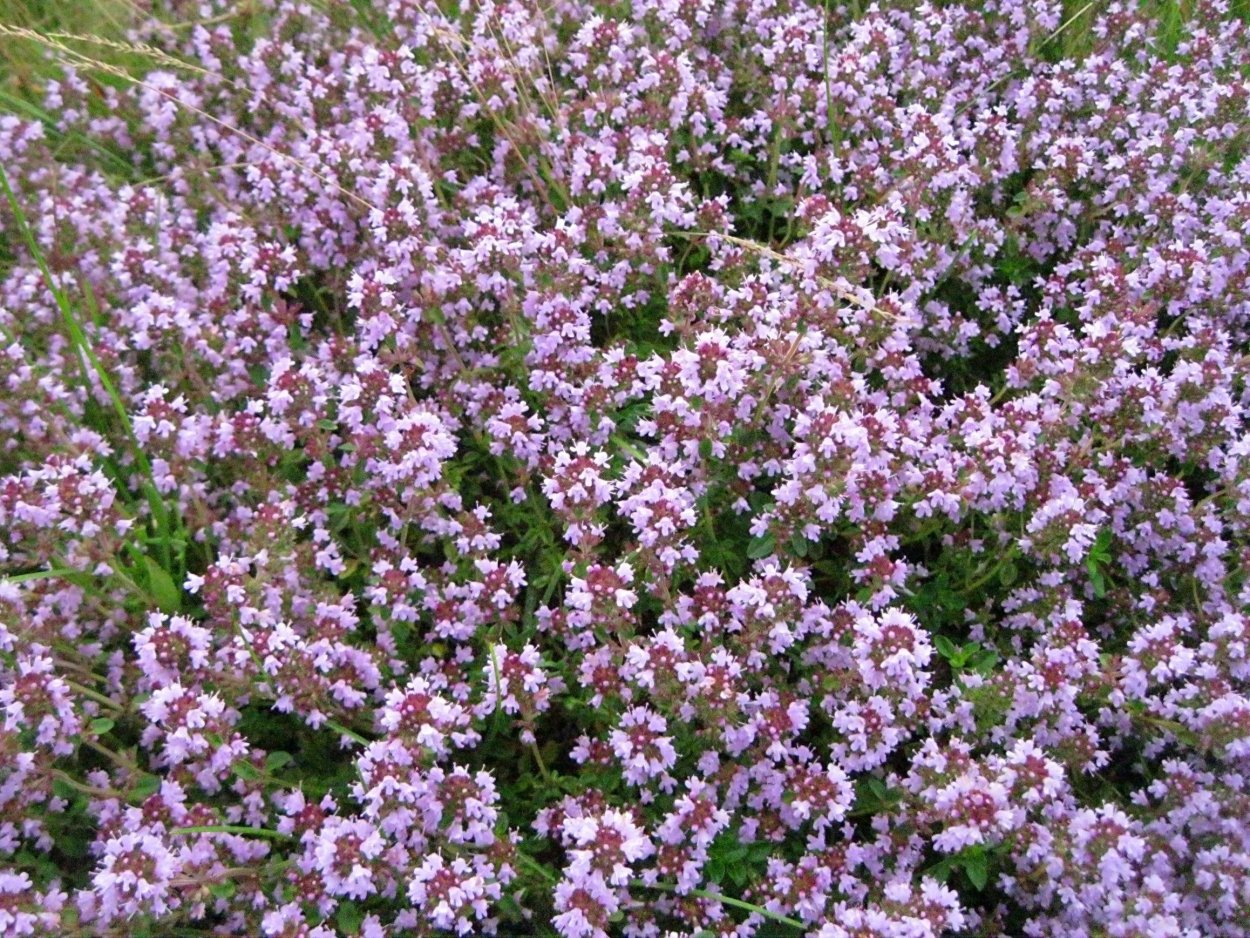 Чай со зверобоем