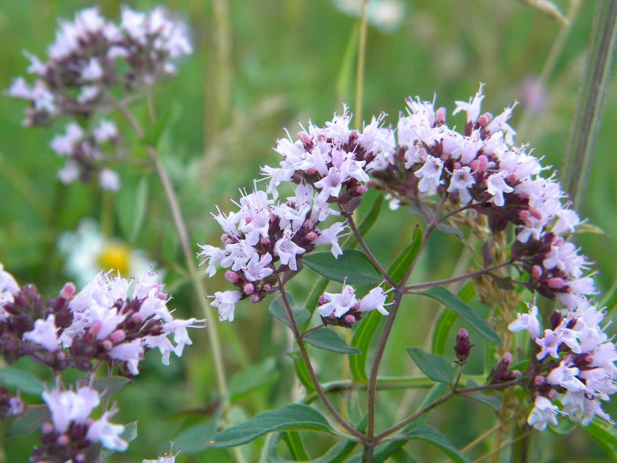 Фенхель розмарин душица