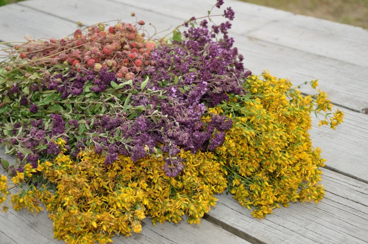 Душица обыкновенная фитотерапия