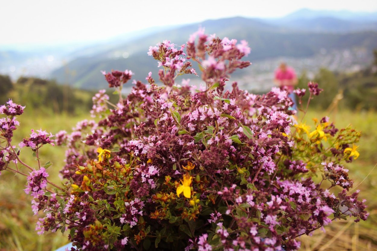 Настои из лекарственных растений