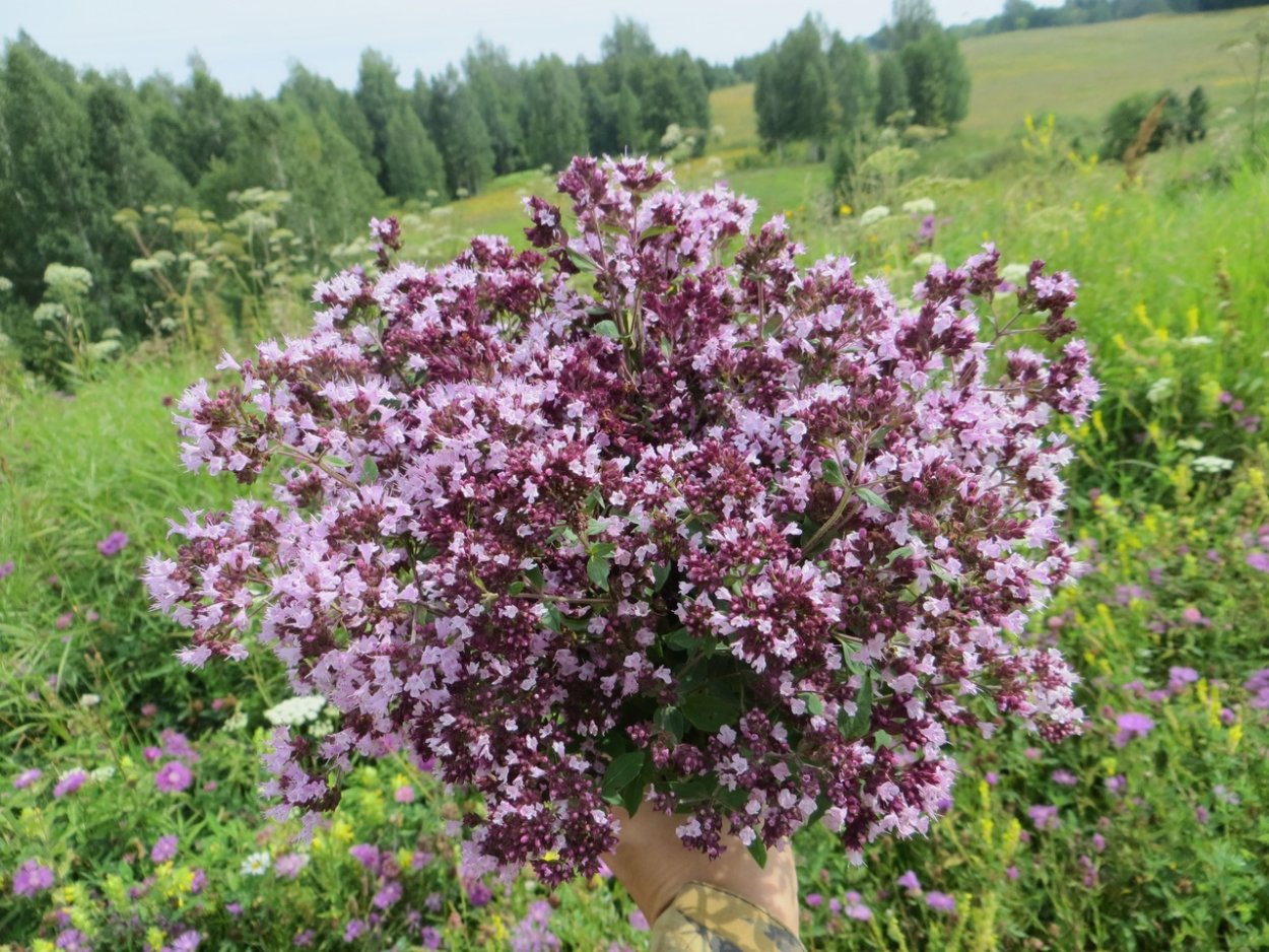 Зверобой душица чабрец