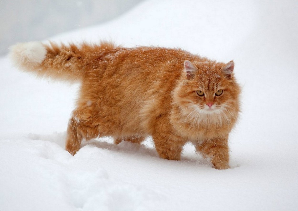Большой пушистый рыжий кот