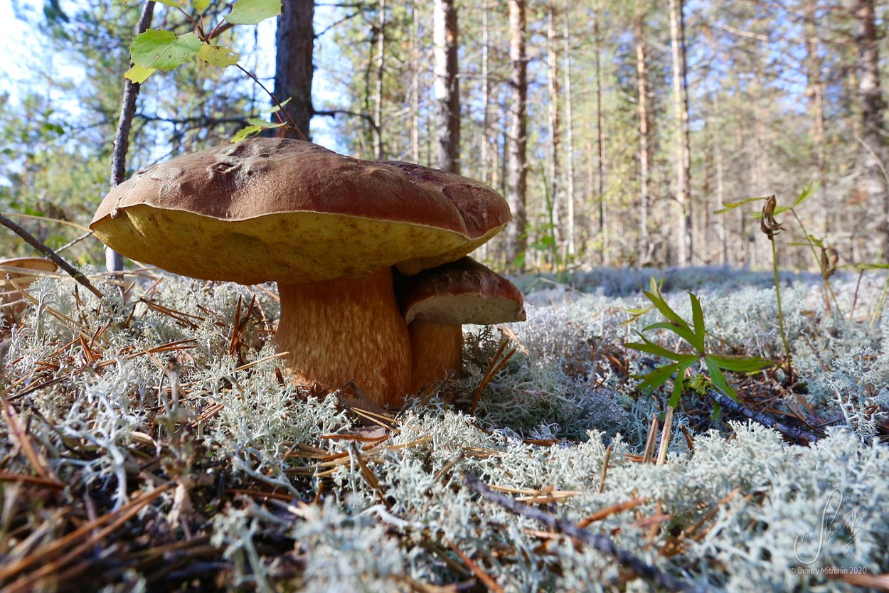 Европейская длинношерстная кошка рыжая
