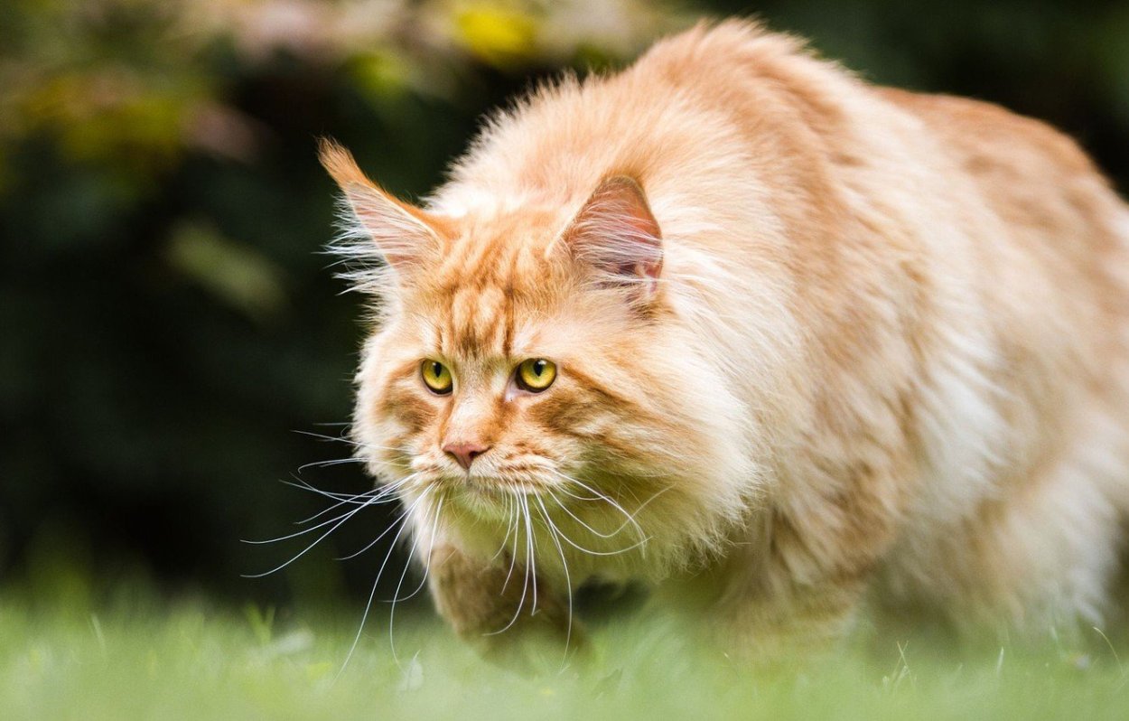 Рыжие коты с веснушками