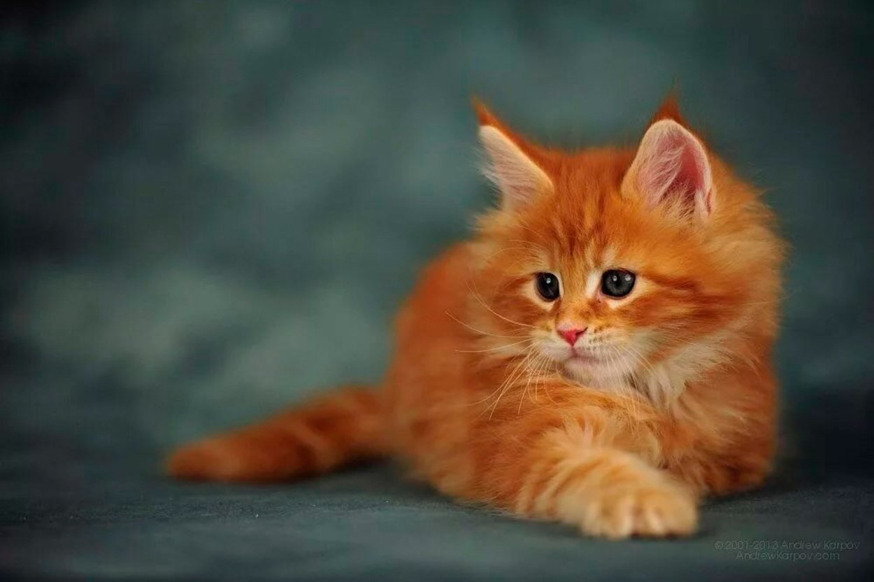 Мордастый рыжий кот