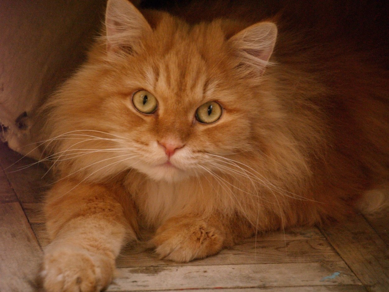 Рыжий кот Мейн кун