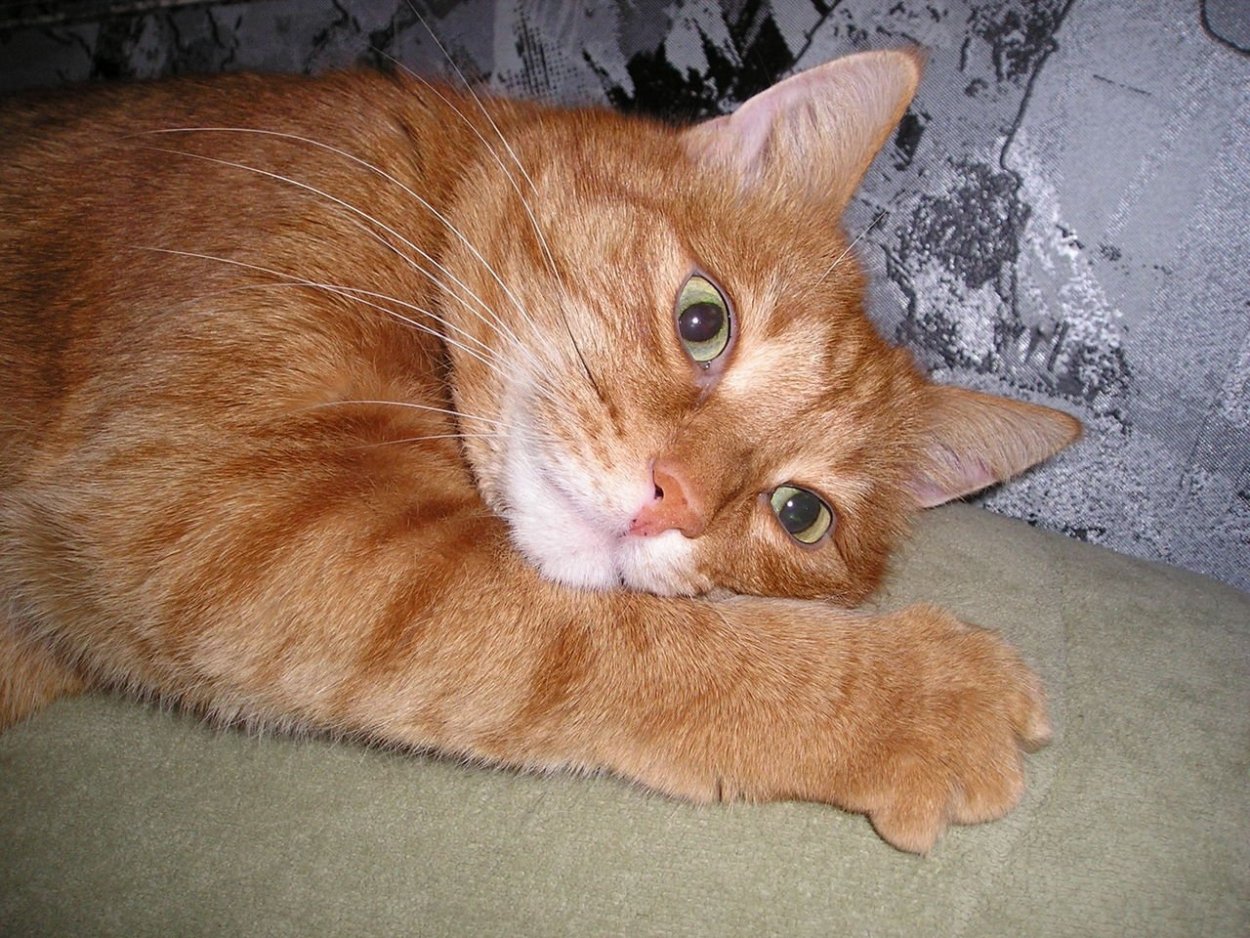 Довольный рыжий кот