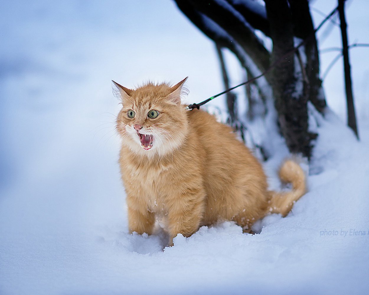 Сибирский кот пыжик рыжий